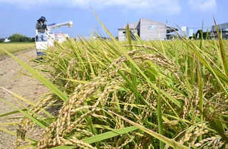 実った稲穂を刈る農業者＝２０２５年８月、神戸市西区岩岡町岩岡