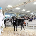 但馬家畜市場の競りに出品された但馬牛の子牛＝２０２３年１月、養父市大薮