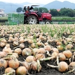 淡路島特産のタマネギ。南あわじ市の農業産出額をけん引した＝２０２５年６月、南あわじ市八木国分