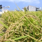 実った稲穂を刈る農業者＝２０２５年８月、神戸市西区岩岡町岩岡