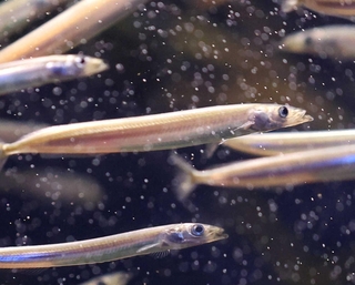 イカナゴの成魚。近年は不漁が続いている＝25年3月、姫路市