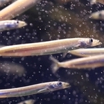 イカナゴの成魚。近年は不漁が続いている＝25年3月、姫路市