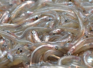 春の訪れを告げるイカナゴの稚魚「シンコ」＝神戸市内