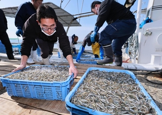 水揚げされるイカナゴのシンコ＝１７日午前、明石市林３、林崎漁港（撮影・鈴木雅之）