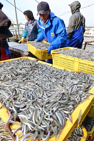 港に水揚げされるイカナゴ＝１７日午前、姫路市白浜町の妻鹿漁港（撮影・中西幸大）