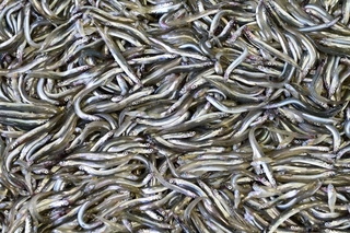 水揚げされたイカナゴ＝１７日午前、姫路市白浜町の妻鹿漁港（撮影・中西幸大）