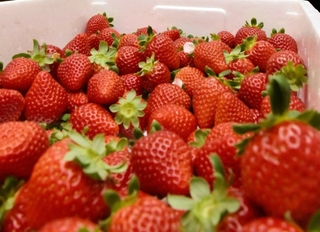 兵庫県内で生産されたイチゴ