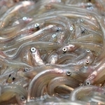 春の訪れを告げるイカナゴの稚魚「シンコ」＝神戸市内