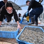 水揚げされるイカナゴのシンコ＝１７日午前、明石市林３、林崎漁港（撮影・鈴木雅之）