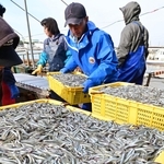 港に水揚げされるイカナゴ＝１７日午前、姫路市白浜町の妻鹿漁港（撮影・中西幸大）