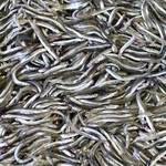 水揚げされたイカナゴ＝１７日午前、姫路市白浜町の妻鹿漁港（撮影・中西幸大）