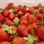 兵庫県内で生産されたイチゴ
