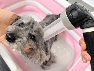 オゾン水のシャワーをあびるペット（ノーリツ提供）