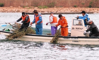 ウバメガシの枝葉をロープに付けて海底に沈める神戸市漁業協同組合の漁業者ら＝神戸市西部沿岸