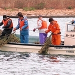 ウバメガシの枝葉をロープに付けて海底に沈める神戸市漁業協同組合の漁業者ら＝神戸市西部沿岸