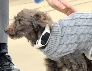 骨伝導集音器を装着した犬（ソリッドソニック提供）