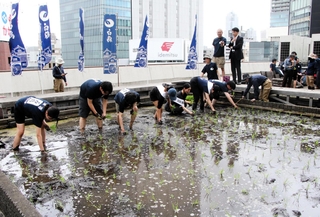 東京支社屋上の農園で田植えをする白鶴酒造の社員ら＝東京都中央区