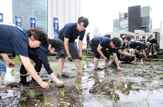 東京支社屋上の農園で田植えをする白鶴酒造の社員ら＝東京都中央区