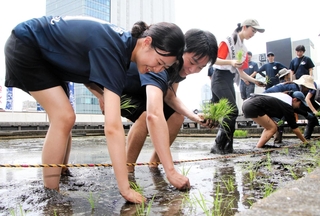 東京支社屋上の農園で田植えをする白鶴酒造の社員ら＝東京都中央区