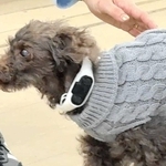 骨伝導集音器を装着した犬（ソリッドソニック提供）