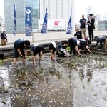 東京支社屋上の農園で田植えをする白鶴酒造の社員ら＝東京都中央区