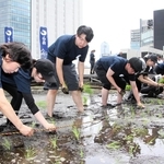東京支社屋上の農園で田植えをする白鶴酒造の社員ら＝東京都中央区