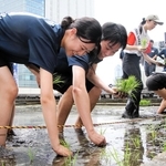東京支社屋上の農園で田植えをする白鶴酒造の社員ら＝東京都中央区