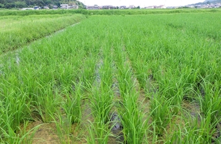 鉄鋼スラグを原料にした肥料を使ってコ・ノ・ホ・シを栽培している水田＝加古川市志方町広尾（加古川農業改良普及センター提供）