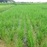 鉄鋼スラグを原料にした肥料を使ってコ・ノ・ホ・シを栽培している水田＝加古川市志方町広尾（加古川農業改良普及センター提供）
