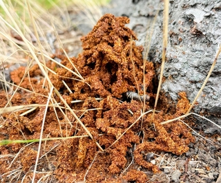 クビアカツヤカミキリの幼虫が排出するフラス（兵庫県提供）