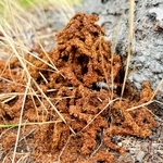 クビアカツヤカミキリの幼虫が排出するフラス（兵庫県提供）
