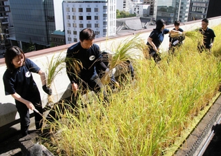 屋上に広がる黄金色の稲穂。社員らが収穫作業をした＝東京都中央区、白鶴酒造東京支社