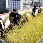 屋上に広がる黄金色の稲穂。社員らが収穫作業をした＝東京都中央区、白鶴酒造東京支社