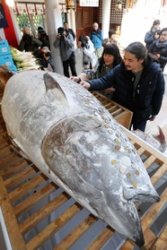 マグロにさい銭を貼り付ける参拝客（２０２０年１月撮影）