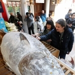 マグロにさい銭を貼り付ける参拝客（２０２０年１月撮影）