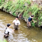 １０月に津門川で行われた生物調査の様子＝西宮市北昭和町