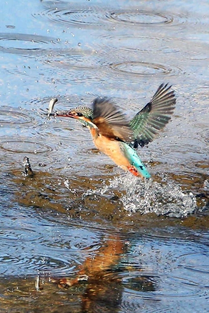 川の中へ飛び込んで、小魚を捕らえるカワセミ＝西宮市宮西町