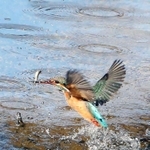 川の中へ飛び込んで、小魚を捕らえるカワセミ＝西宮市宮西町