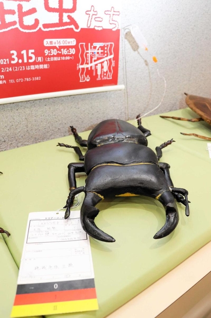 オオクワガタなど絶滅危惧種に当たる昆虫の大型模型。トリアージカードを付け、絶滅への危険を分かりやすく表現した＝伊丹市昆陽池、伊丹市昆虫館
