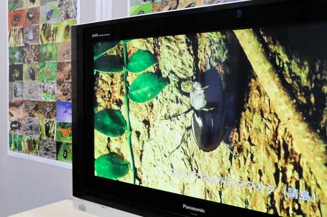 希少種昆虫の生態を紹介する動画＝伊丹市昆陽池、伊丹市昆虫館