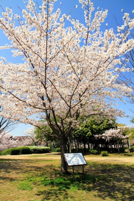 日米友好のサクラとして、米国から贈られた「里帰り桜」。瑞ケ池公園内に植樹されている（伊丹市提供）