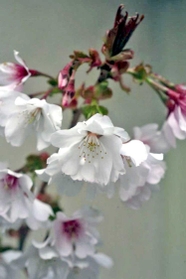 愛称が決まった市オリジナルのサクラの新品種「宮の雛桜」（西宮市提供）
