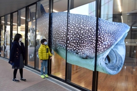 キセラ川西プラザに展示された迫力満点のジンベエザメの写真＝川西市火打１