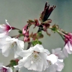 愛称が決まった市オリジナルのサクラの新品種「宮の雛桜」（西宮市提供）