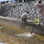 水質調査のため川から水をくみ上げる西宮市職員＝西宮市丸橋町