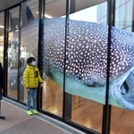 キセラ川西プラザに展示された迫力満点のジンベエザメの写真＝川西市火打１