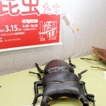 オオクワガタなど絶滅危惧種に当たる昆虫の大型模型。トリアージカードを付け、絶滅への危険を分かりやすく表現した＝伊丹市昆陽池、伊丹市昆虫館