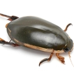 フチトリゲンゴロウ