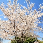 日米友好のサクラとして、米国から贈られた「里帰り桜」。瑞ケ池公園内に植樹されている（伊丹市提供）