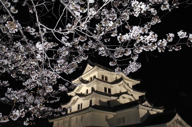 城を包むように咲く桜＝尼崎市北城内